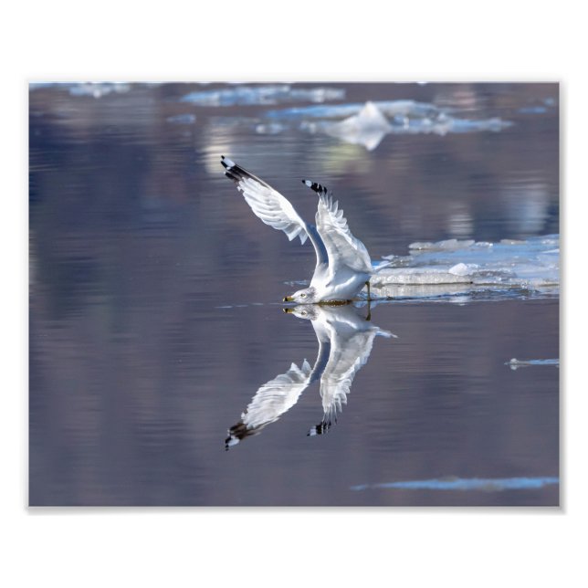 10x8 Gull Reflections Photo Print (Front)