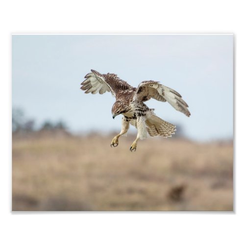 10x8 Immature Red Tailed Hawk Hovering Photo Print