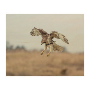 10x8 Immature Red Tailed Hawk Hovering Wood Wall Art