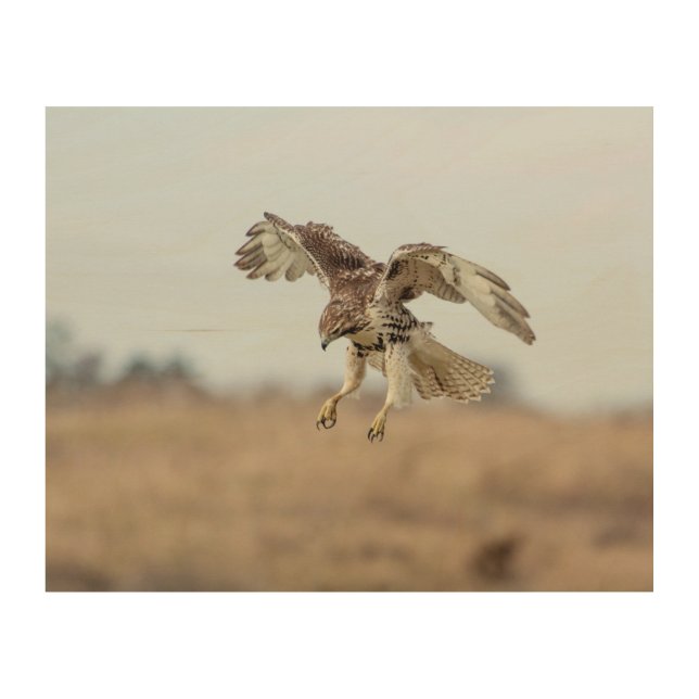 10x8 Immature Red Tailed Hawk Hovering Wood Wall Art (Front)