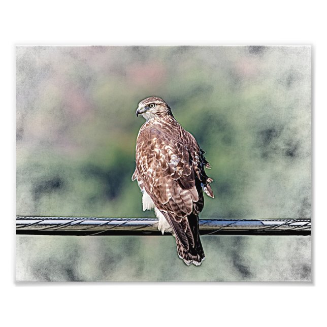 10x8 Immature Red Tailed Hawk Photo Print (Front)