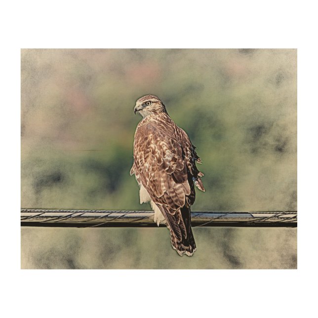 10x8 Immature Red Tailed Hawk Wood Wall Decor (Front)