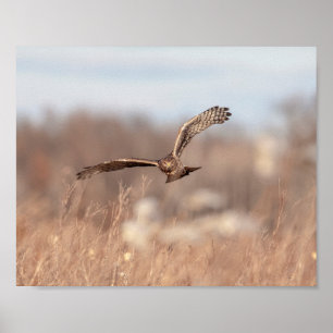10x8 Northern Harrier Poster