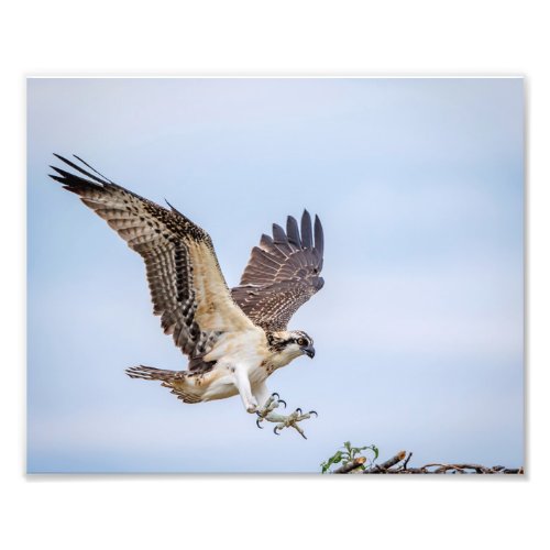 10x8 Osprey landing in the nest Photo Print
