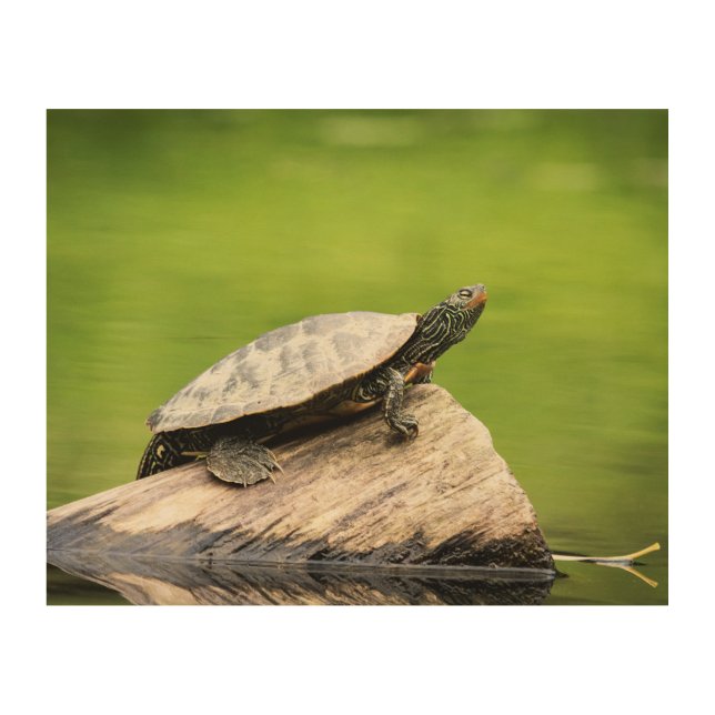 10x8 Painted Turtle on a log Wood Wall Decor (Front)
