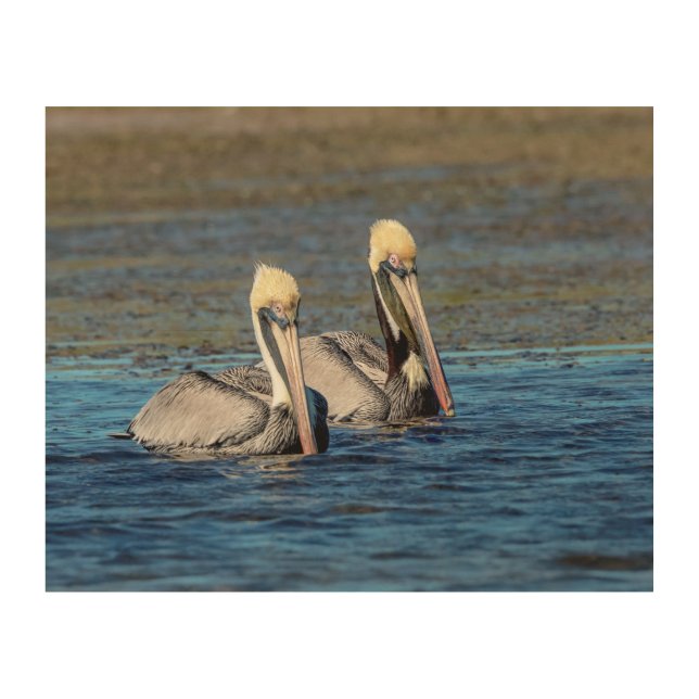 10x8 Pair of Pelicans Wood Wall Art (Front)