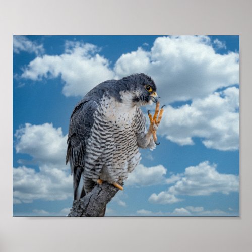 10x8 Peregrine Falcon along the Hudson River Poster