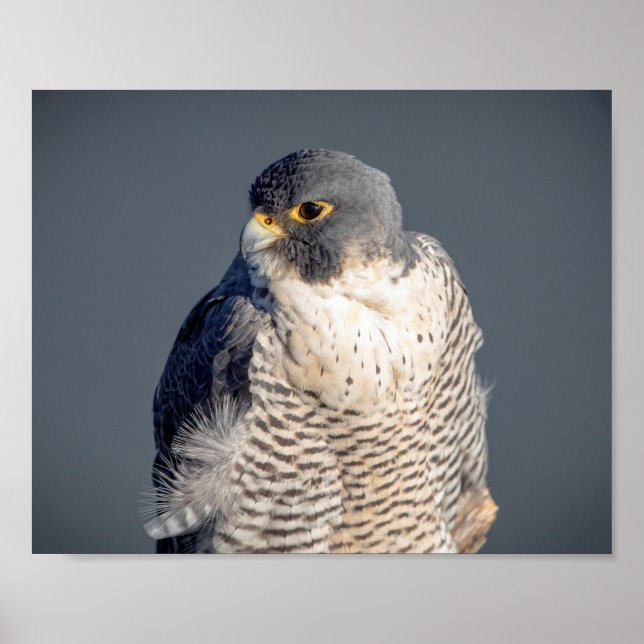 10x8 Peregrine Falcon along the Hudson River Poster (Front)