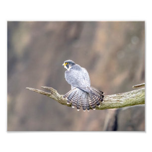 10x8 Peregrine Falcon at the Palisades Interstate Photo Print