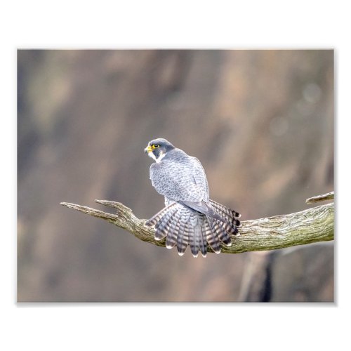 10x8 Peregrine Falcon at the Palisades Interstate Photo Print