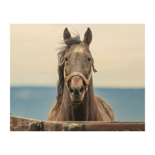 10x8 Portrait of a horse Wood Wall Decor