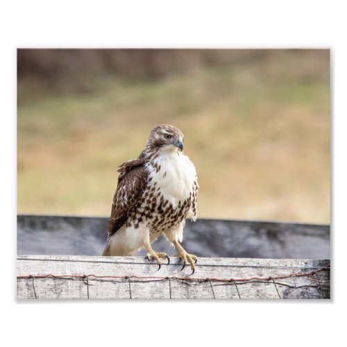 10x8 Portrait of an Immature Red Tailed Hawk Photo Print