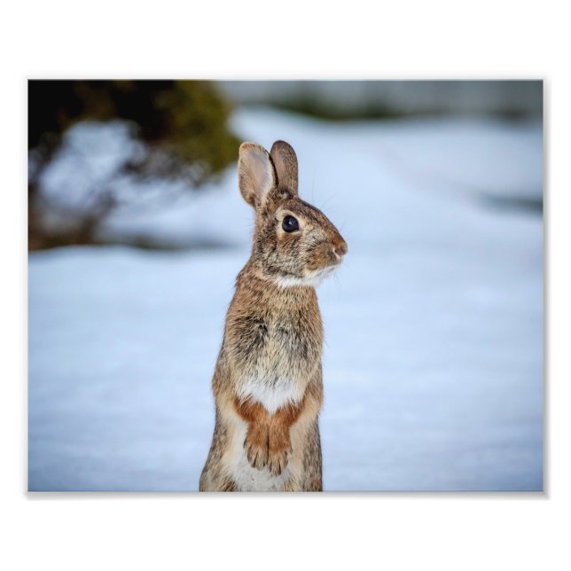10x8 Rabbit in the snow Photo Print (Front)