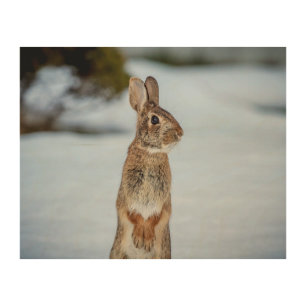 10x8 Rabbit in the snow Wood Wall Decor
