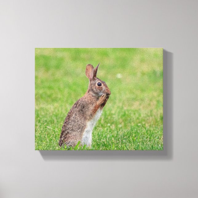 10x8 Rabbit standing in the grass and looking shy Canvas Print (Front)