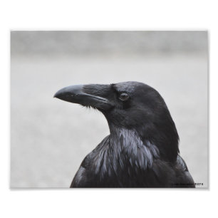 10X8 Raven the Magnificent! Photo Print