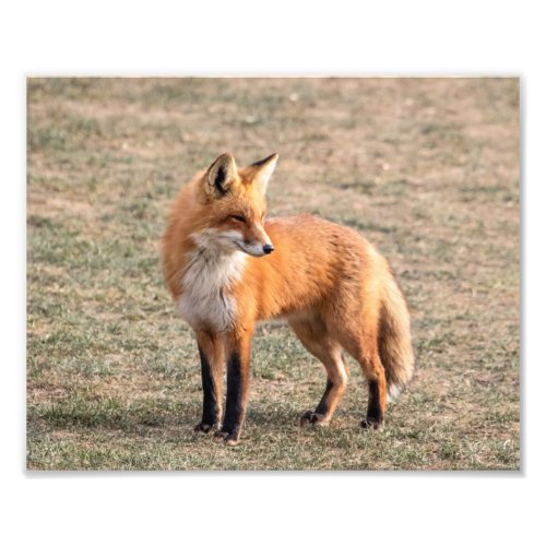 10x8 Red Fox in a field Photo Print
