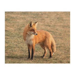 10x8 Red Fox in a field Wood Wall Decor
