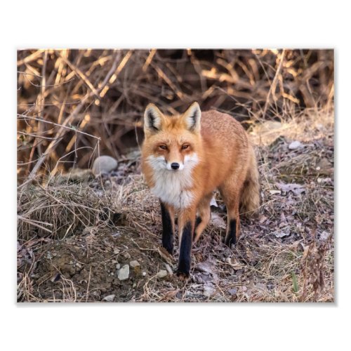 10x8 Red Fox up close and personal Photo Print