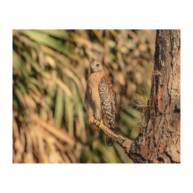 10x8 Red Shouldered Hawk in a tree Wood Wall Art (Front)