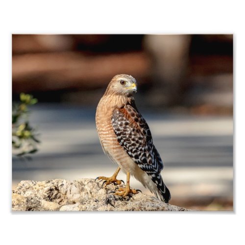 10x8 Red Shouldered Hawk on a rock Photo Print