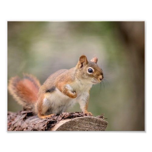 10x8 Red Squirrel Photo Print