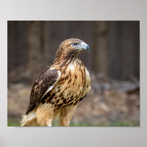 10x8 Red_tailed hawk in the Hudson Valley Poster