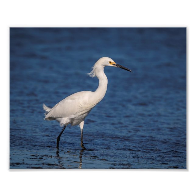 10x8 Snowy Egret on North Beach Photo Print (Front)