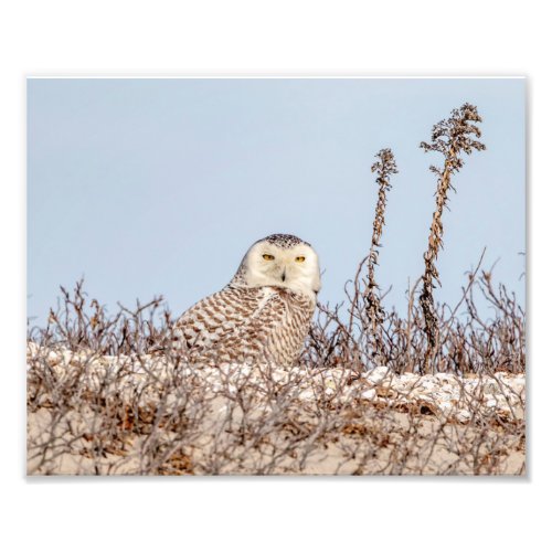10x8 Snowy owl sitting on the beach Photo Print