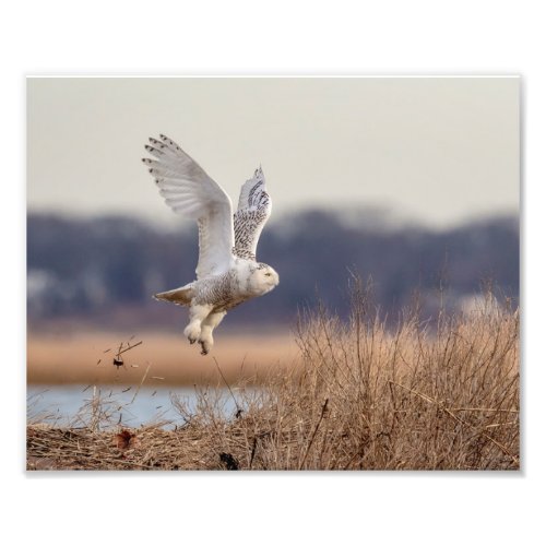 10x8 Snowy owl taking off Photo Print