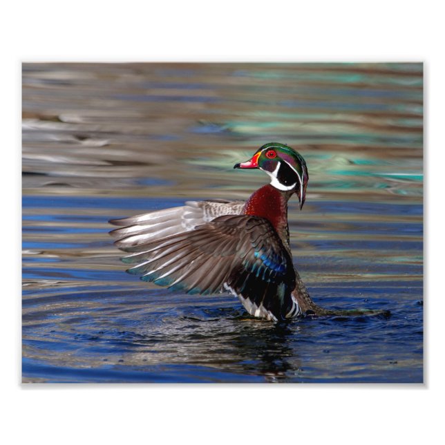 10x8 Wing Flapping Wood Duck Photo Print (Front)