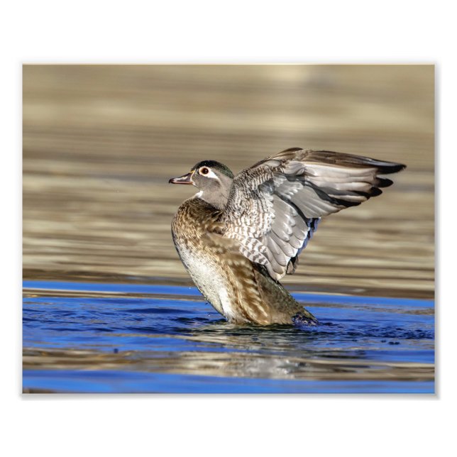 10x8 Wood Duck flapping her wings Photo Print (Front)