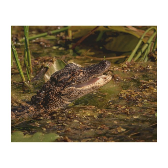 10x8 Young Alligator Wood Wall Art (Front)