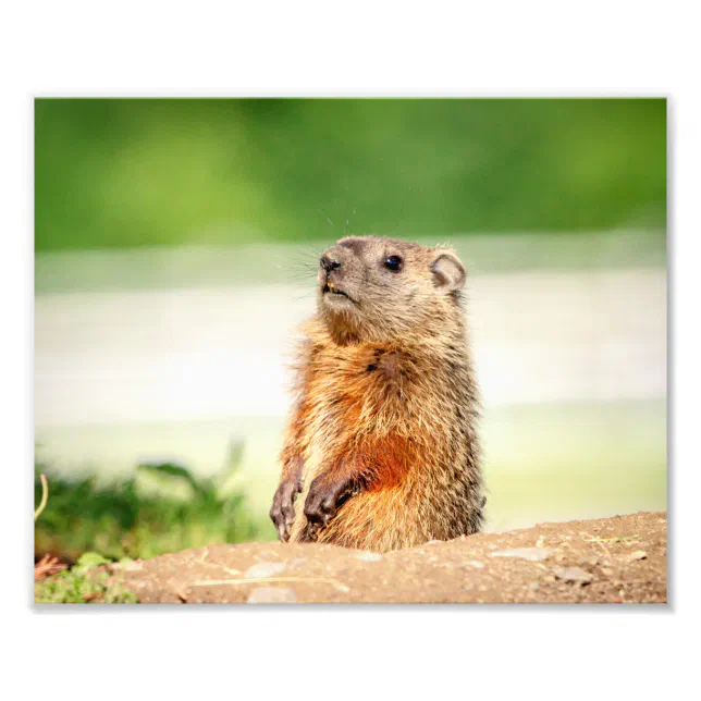 10x8 Young Groundhog Photo Print