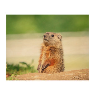 10x8 Young Groundhog Wood Wall Art