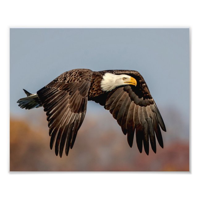 10x 8 Bald Eagle in flight Photo Print (Front)