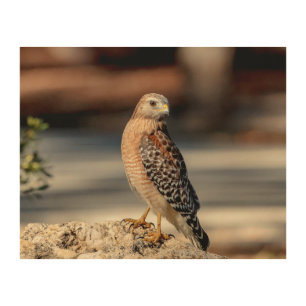 10x Red Shouldered Hawk on a rock Wood Wall Decor