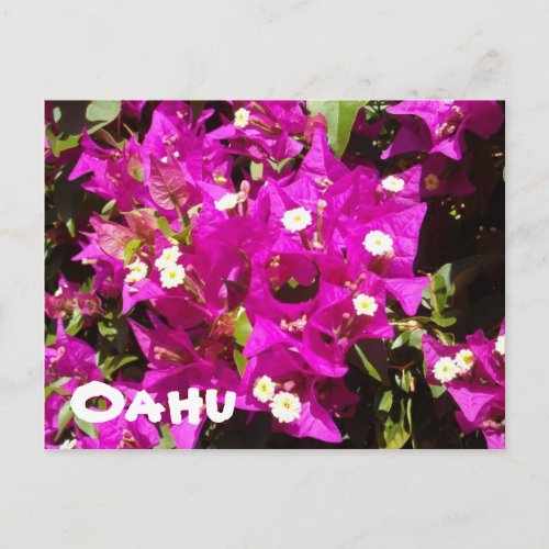 110 Oahu Postcard