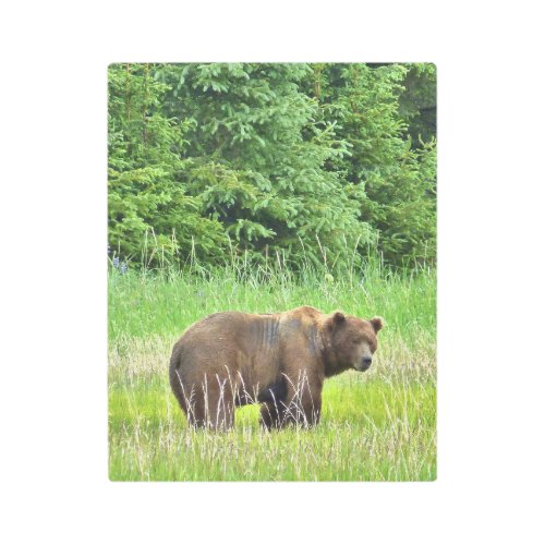 11 x14 Metal Wall Art of grizzly bear