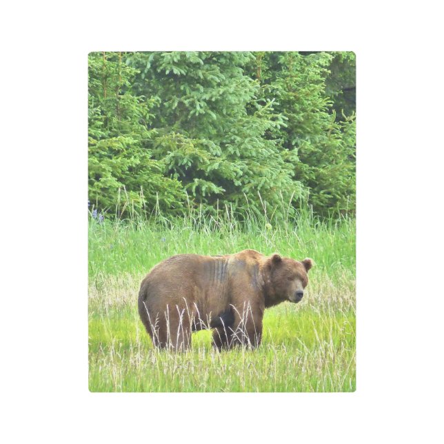 11" x14" Metal Wall Art of grizzly bear (Front)