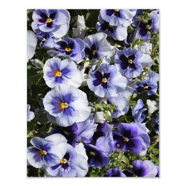 11"x14" Purple Pansies Photo Print (Front)
