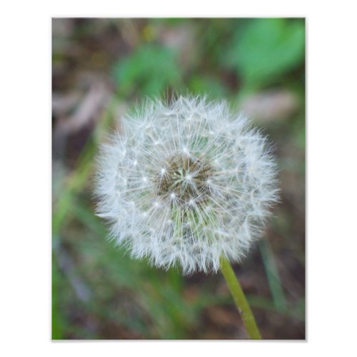 11 x 14 beautiful dandelion photo print