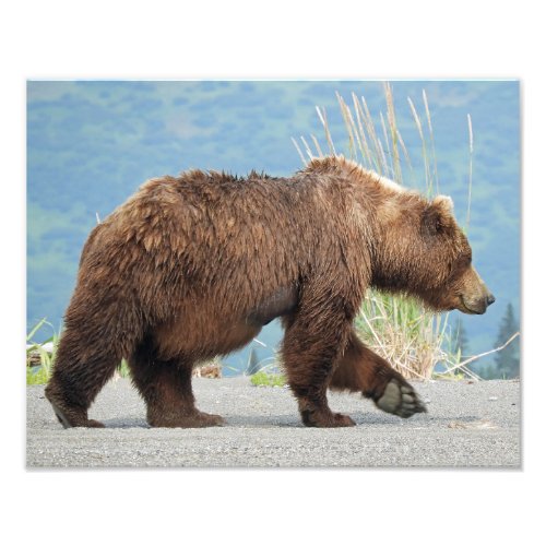 11 x 14 photo of grizzly bear