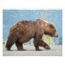 11" x 14" photo of grizzly bear