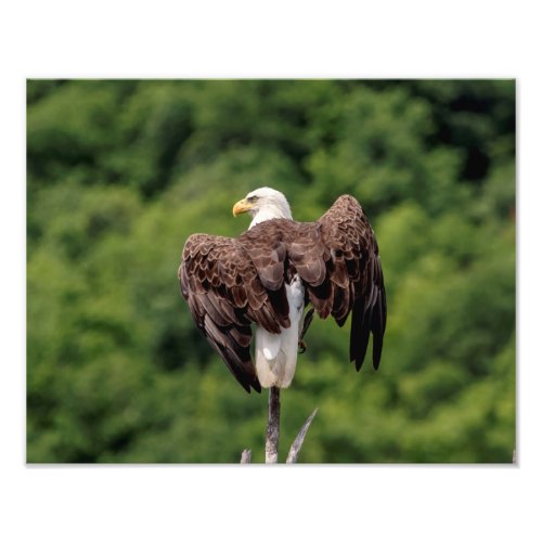 11x14 Bald Eagle on a branch Photo Print