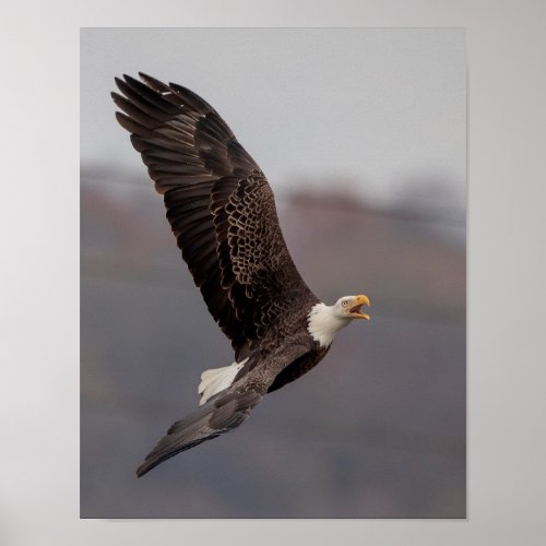 11x14 Bald Eagle Poster