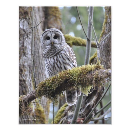 11X14 Barred Owl in Big Leaf Maple Tree Photo Print