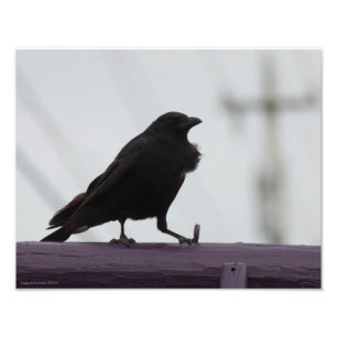 11X14 Crow on Purple Photo Print