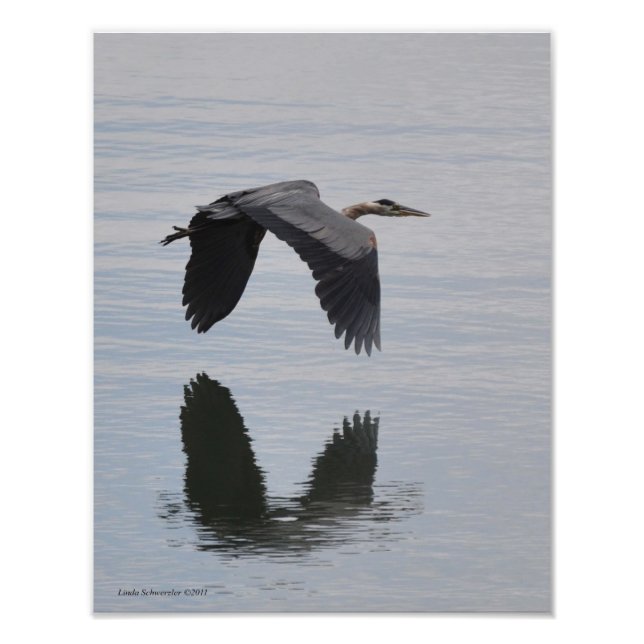 11X14 Great Blue Heron in Flight Photo Print (Front)