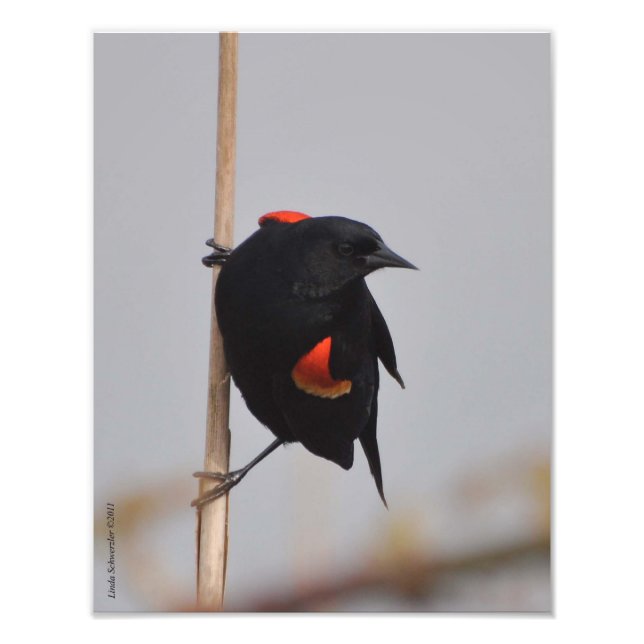 11X14 Male Red Winged Blackbird Photo Print (Front)